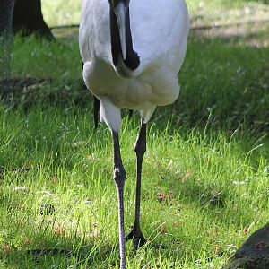 Red-crowned crane
