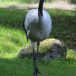Red-crowned crane