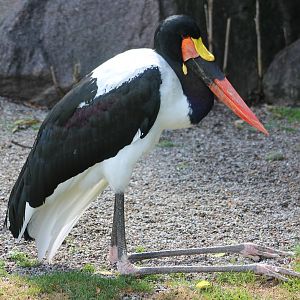 Saddle-billed stork