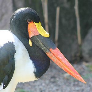 Saddle-billed stork