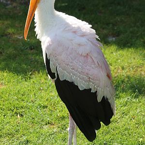 Yellow-billed stork