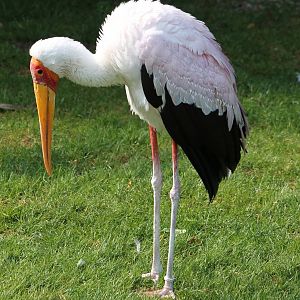 Yellow-billed stork