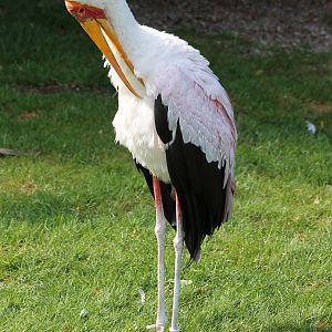 Yellow-billed stork