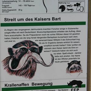 Sign Emperor tamarin