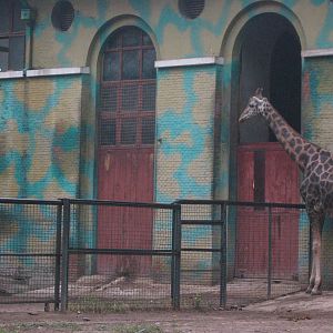 Giraffe house
