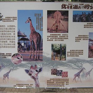 giraffe signage