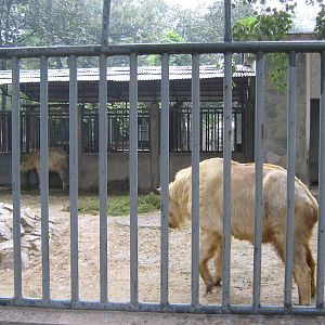golden takin (Budorcus taxicolor bedfordi)