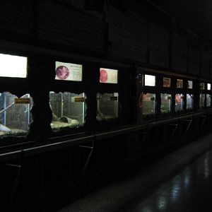 inside the Reptile House