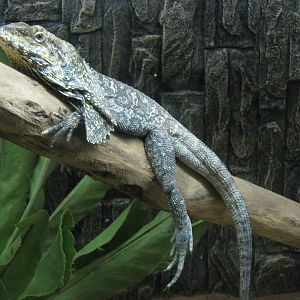 frilled lizard (Chlamydosaurus kingii)