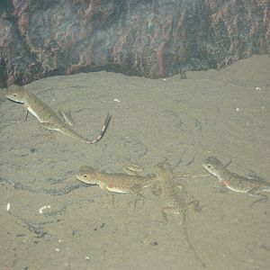 Qinghai toad-headed agamas (Phrynocephalus vlangalii)