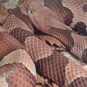 Copperhead