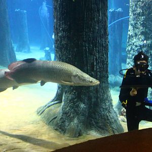 Amazon Flooded Forest