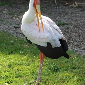 Yellow-billed stork