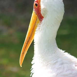 Yellow-billed stork