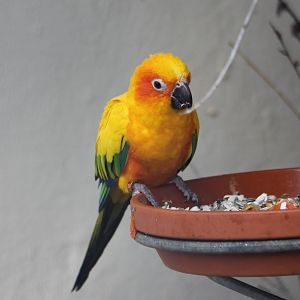 Sun conure