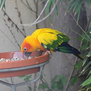 Sun conure