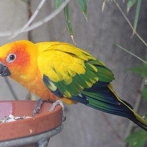 Sun conure