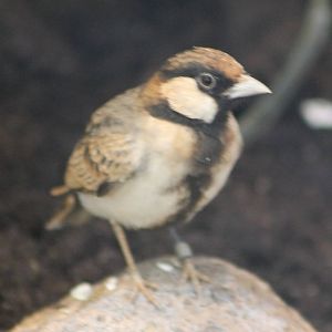Chestnut-headed sparrow lark