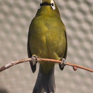 Mountain white-eye