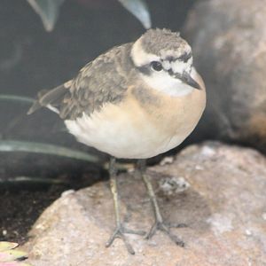 Kittlitz's sand plover
