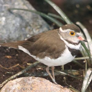 Three-banded plover
