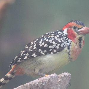 Red and yellow barbet