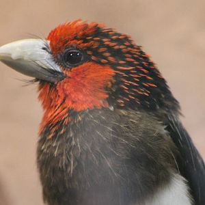 Brown-breasted barbet