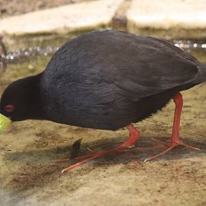 Black crake