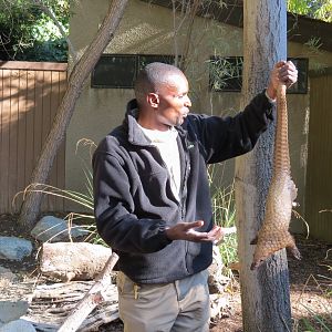 Discovery Outpost - Children's Zoo - Pangolin Presentation