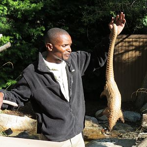 Discovery Outpost - Children's Zoo - Pangolin Presentation