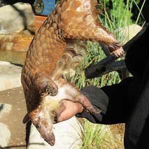 Discovery Outpost - Children's Zoo - Pangolin Presentation