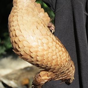 Discovery Outpost - Children's Zoo - Pangolin Presentation