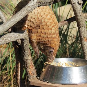 Discovery Outpost - Children's Zoo - Pangolin Presentation