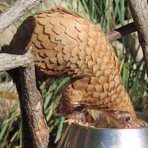 Discovery Outpost - Children's Zoo - Pangolin Presentation