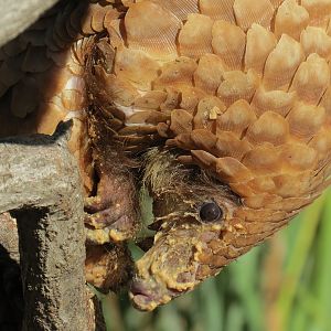 Discovery Outpost - Children's Zoo - Pangolin Presentation