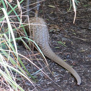 Discovery Outpost - Children's Zoo - Pangolin Presentation