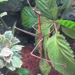 Discovery Outpost - Children's Zoo - Spineless Marvels - Jumping Stick