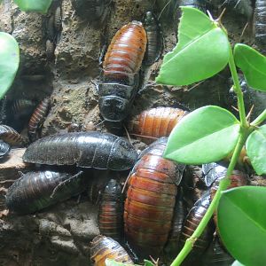 Discovery Outpost - Children's Zoo - Spineless Marvels - Hissing Cockroach