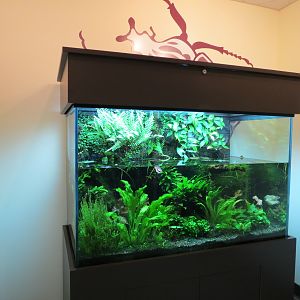 Discovery Outpost - Children's Zoo - Spineless Marvels - Whirligig Beetle E