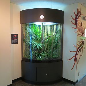 Discovery Outpost - Children's Zoo - Spineless Marvels - Giant Katydid Exhi