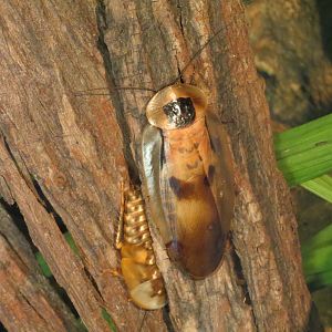 Discovery Outpost - Children's Zoo - Spineless Marvels - Giant Cave Roach