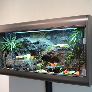 Discovery Outpost - Children's Zoo - Spineless Marvels - Giant Millipede Ex