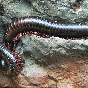Discovery Outpost - Children's Zoo - Spineless Marvels - Giant Millipede