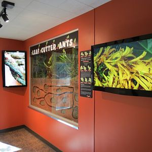 Discovery Outpost - Children's Zoo - Spineless Marvels - Leafcutter Ant Exh