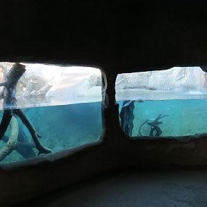 Discovery Outpost - Children's Zoo - Spotted-necked Otter Exhibit