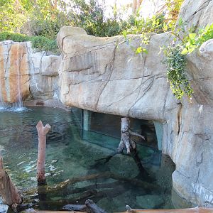 Discovery Outpost - Children's Zoo - Spotted-necked Otter Exhibit