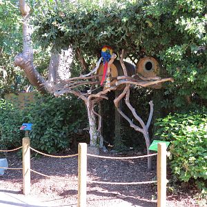 Discovery Outpost - Children's Zoo - Scarlet Macaw Exhibit