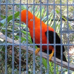 Discovery Outpost - Children's Zoo - Andean Cock-of-the-rock
