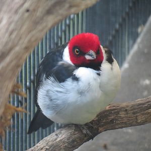 Discovery Outpost - Children's Zoo - Red-capped Cardinal