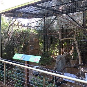 Discovery Outpost - Children's Zoo - Peruvian Black-capped Squirrel Monkey